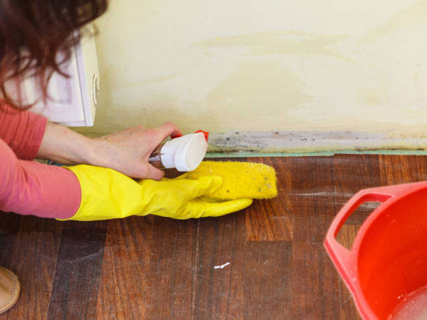 Why You Should Choose Our Mold Remediation Services in Berkeley, MO